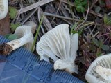 Cuphophyllus virgineus image