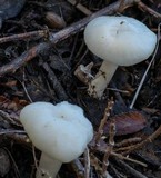Cuphophyllus virgineus image