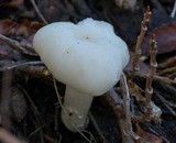 Cuphophyllus virgineus image
