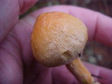 Chroogomphus tomentosus image