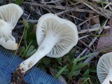 Cuphophyllus virgineus image