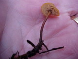 Xeromphalina fulvipes image