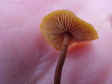 Xeromphalina fulvipes image