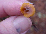 Xeromphalina fulvipes image