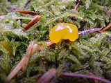Dacrymyces stillatus image