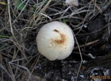 Coprinopsis cinerea image