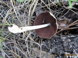 Coprinopsis cinerea image