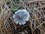 Tricholoma atrosquamosum image