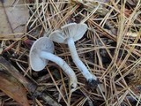 Tricholoma atrosquamosum image