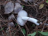 Tricholoma terreum image