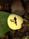 Entonaema liquescens image