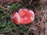 Russula silvestris image