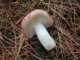 Russula silvestris image