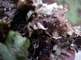 Platismatia glauca image