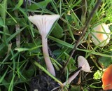 Contumyces rosellus image