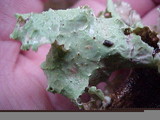 Platismatia glauca image
