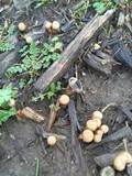 Cyathus stercoreus image