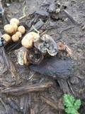 Cyathus stercoreus image