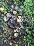 Cyathus stercoreus image