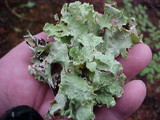 Platismatia glauca image