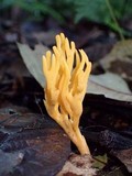 Clavulinopsis corniculata image