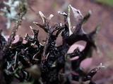 Hypogymnia imshaugii image