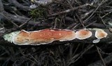 Byssomerulius corium image