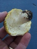 Russula hibbardae image