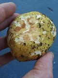 Russula hibbardae image