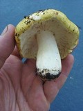 Russula hibbardae image