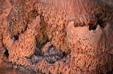 Merulius tremellosus image