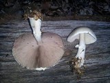 Agaricus placomyces image
