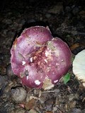 Russula vinacea image