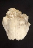 Hericium americanum image