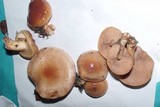 Pholiota nameko image