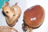 Pholiota nameko image