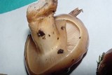 Pholiota nameko image