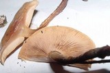 Pholiota nameko image