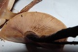 Pholiota nameko image