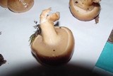 Pholiota nameko image