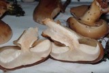 Pholiota nameko image