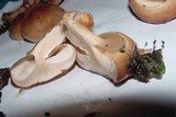 Pholiota nameko image