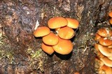 Pholiota nameko image