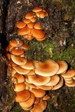 Pholiota nameko image