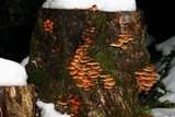 Pholiota nameko image