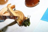 Pholiota nameko image