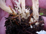 Clavulina coralloides image