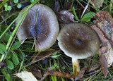 Hygrophorus hypothejus image