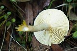Hygrophorus hypothejus image
