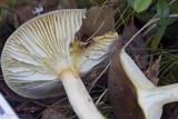Hygrophorus hypothejus image